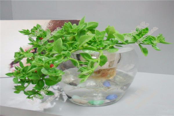 牡丹吊兰水培扦插方法,牡丹吊兰咋水培