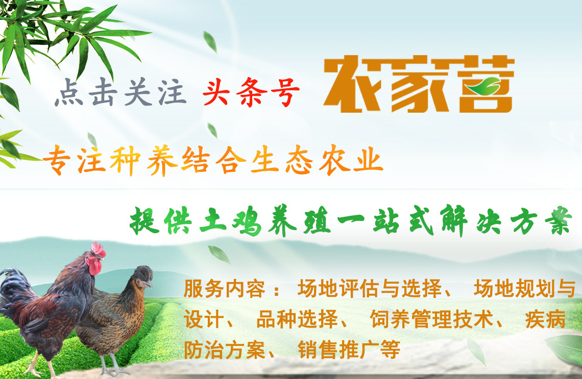 养土鸡一般要防哪些病,养土鸡防黄鼠狼妙招视频