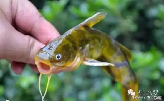 湖北省哪个地方的鱼最好吃,湖北最好吃的淡水鱼在哪里