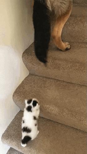 德牧叼着猫咪上楼梯后续,哈士奇下楼遇到德牧认怂了