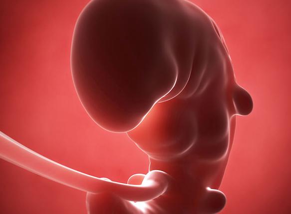 怀孕过程及生产过程,怀孕过程中胚胎的发育过程
