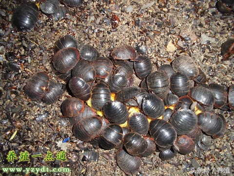 土元养殖场建造,江苏省土元养殖