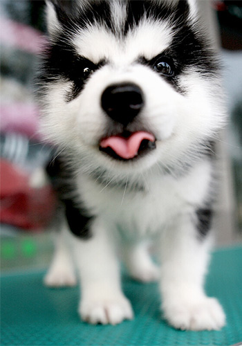 宠物篇100天,宠物篇合集