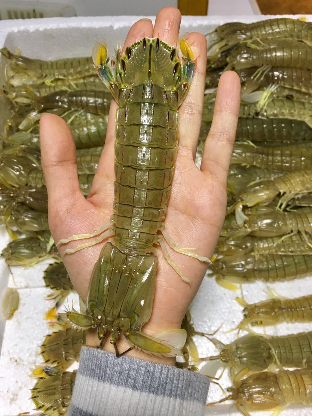 鲍鱼大虾海鲜火锅,一虾一蟹49元海鲜自助火锅