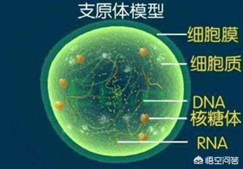 体检发现解脲支原体和人型支原体呈阳性怎么办？