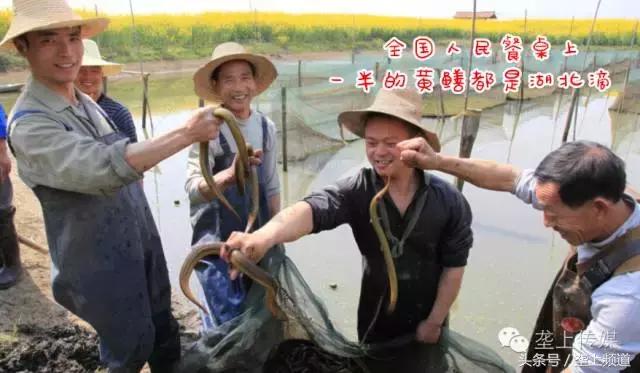 湖北省哪个地方的鱼最好吃,湖北最好吃的淡水鱼在哪里
