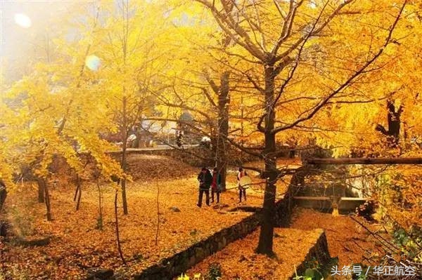 乐山最美银杏打卡地,中国最美十大银杏观赏地