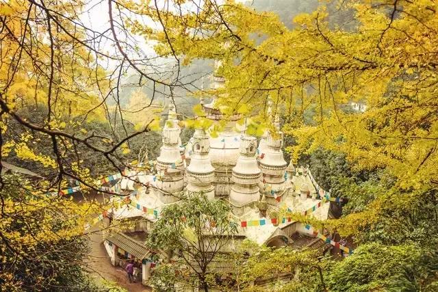 成都寺庙看银杏最美的地方,成都市最美银杏树在什么位置