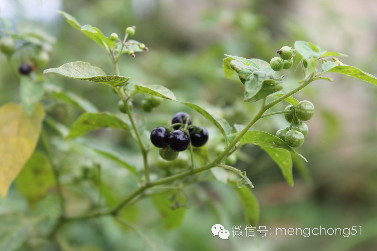 猫咪对哪些植物有毒,对猫咪有毒的植物