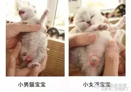 怎么分辨幼猫是公还是母,怎么分辨幼猫是母的还是公的