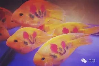 做好这四点还怕钓不好黑坑,做好这五点谁都不会欺负你