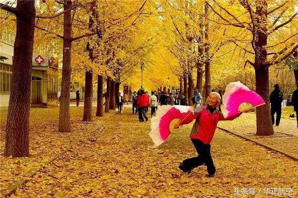 乐山最美银杏打卡地,中国最美十大银杏观赏地