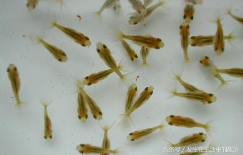 巴西龟怎么养才100%能活下来,怎么才能养好一只小巴西龟