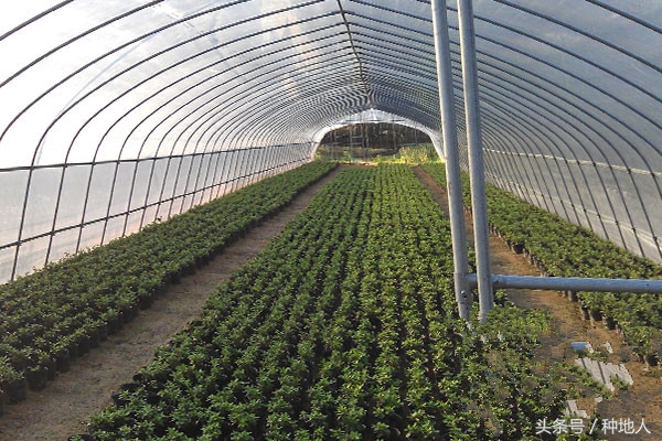 一亩地钢架蔬菜大棚造价要多少钱,建一个一亩的钢架大棚多少钱