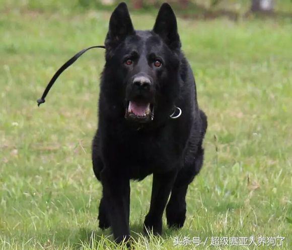 德国牧羊犬长得真霸气,黑色德国牧羊犬和黑狼犬
