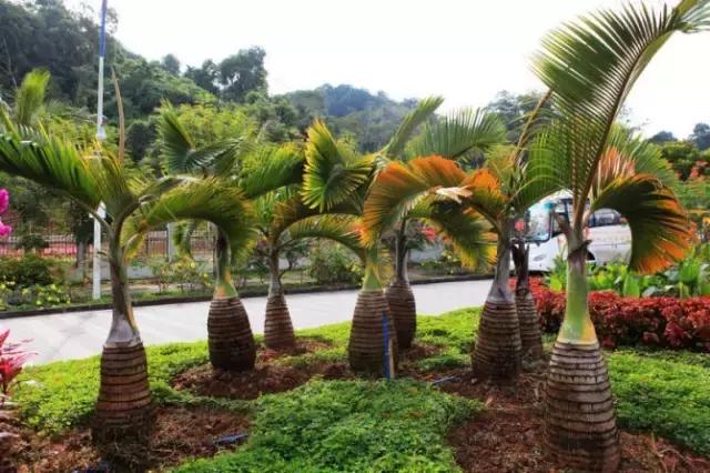 自驾游曼谷,成都到泰国自驾游攻略