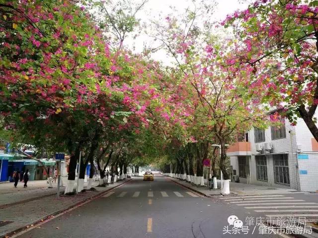 西大下了一场雨,美翻了整个肇庆!
