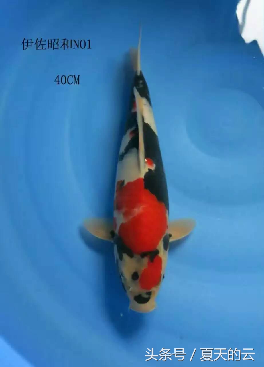 水泥池养鱼要怎么脱碱,水泥池脱碱后多久可以养鱼