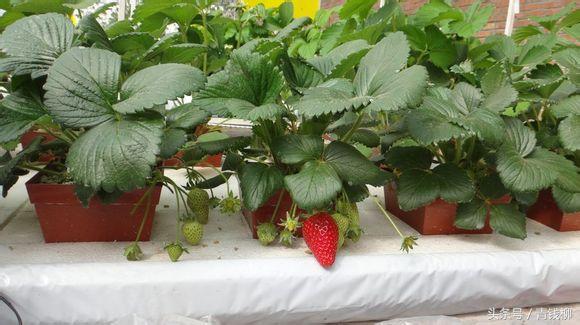 无土栽培营养液成分图,无土栽培营养液利用