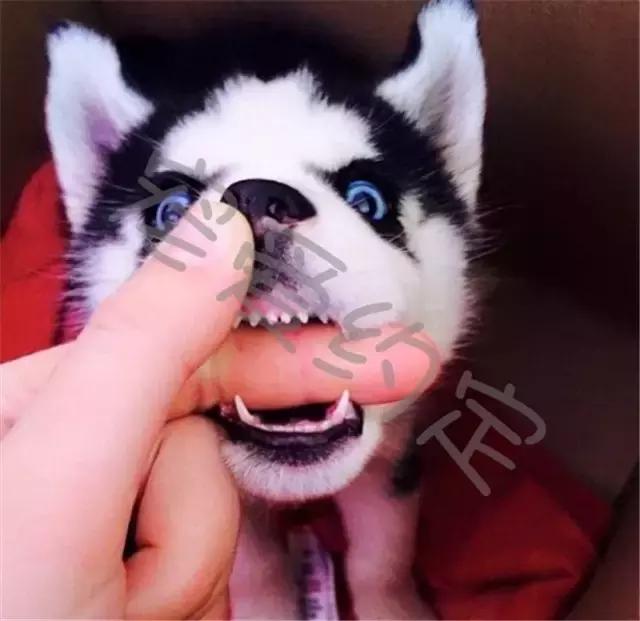 千万不要点开原声是什么梗,千万不要点开原声好吗