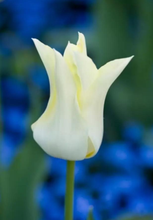 闃冲厜涓嬩簲棰滃叚鑹查儊閲戦鍥剧墖澶у叏,鏂囪壓娓呮柊鐨勯儊閲戦鍥剧墖澶у叏