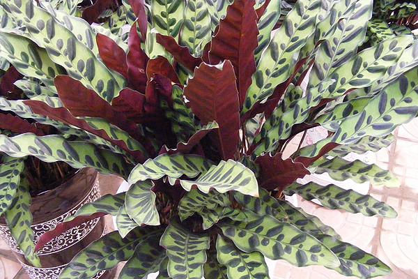 猫眼竹芋水养改土养方法的诀窍,猫眼竹芋叶子枯死了怎么办