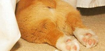 狗爪子干裂怎么处理,狗爪爪怎么保养