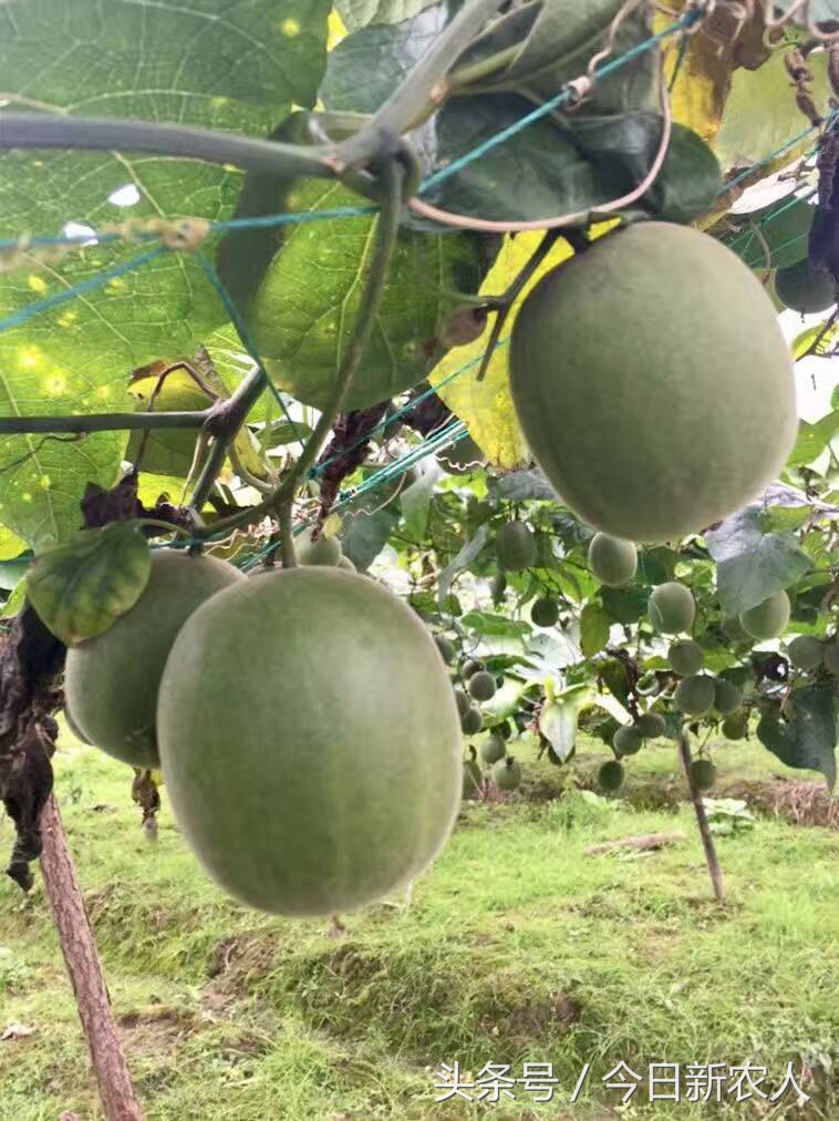 乡村种植农产品有哪些,50亩农田怎么种植多种农产品