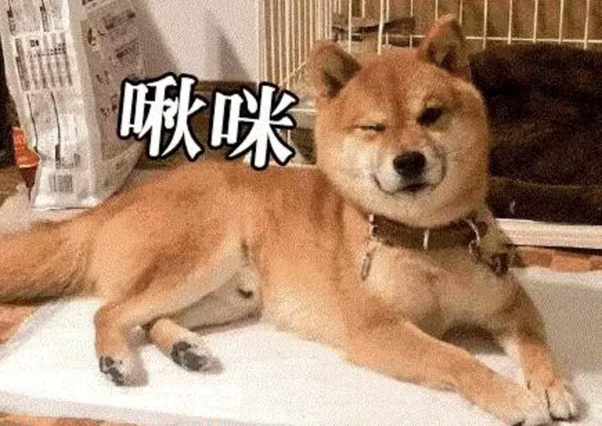 “中国土狗”比“日本土狗”差在哪里？