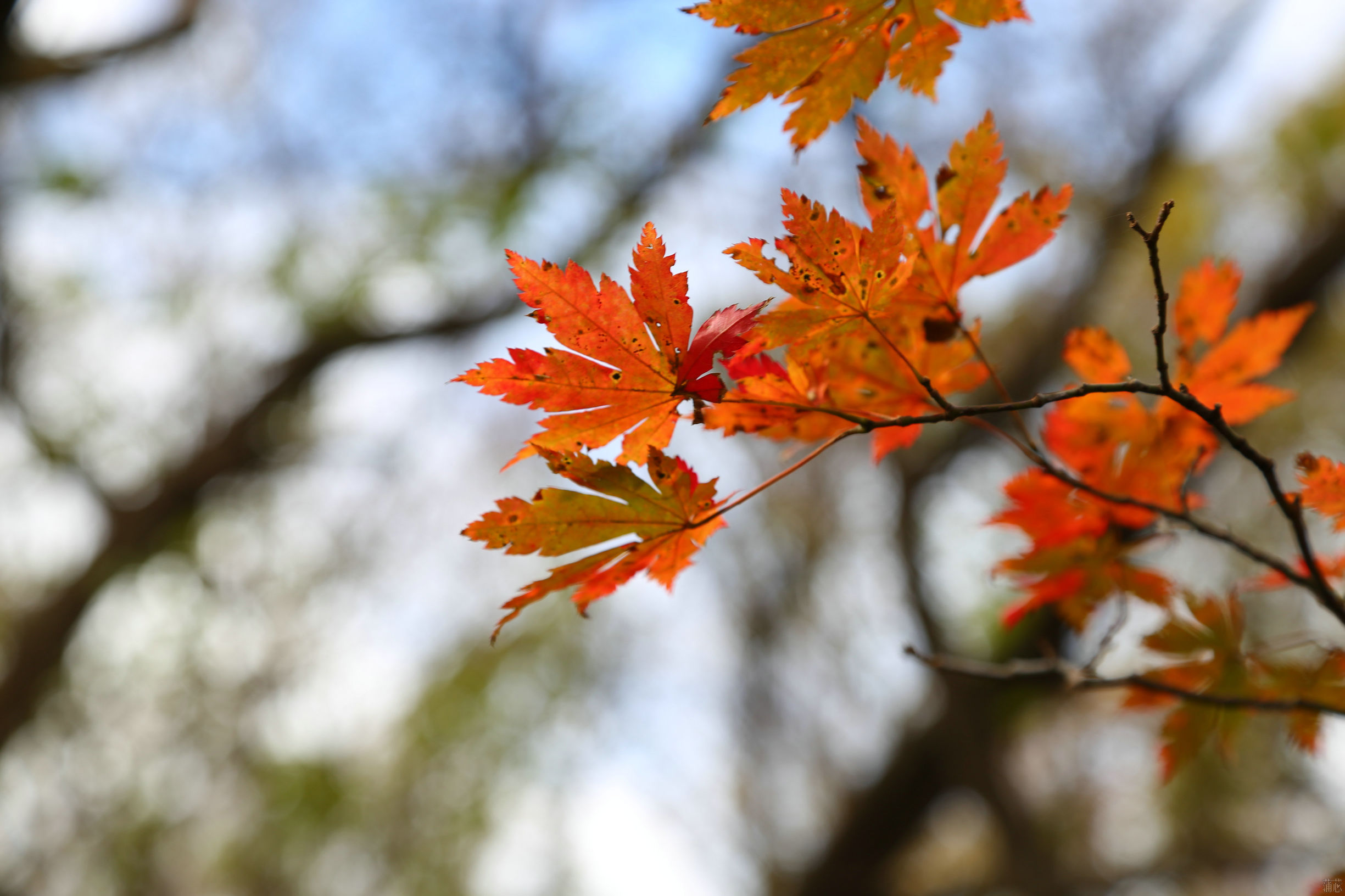 济州岛看枫叶,济州岛枫叶