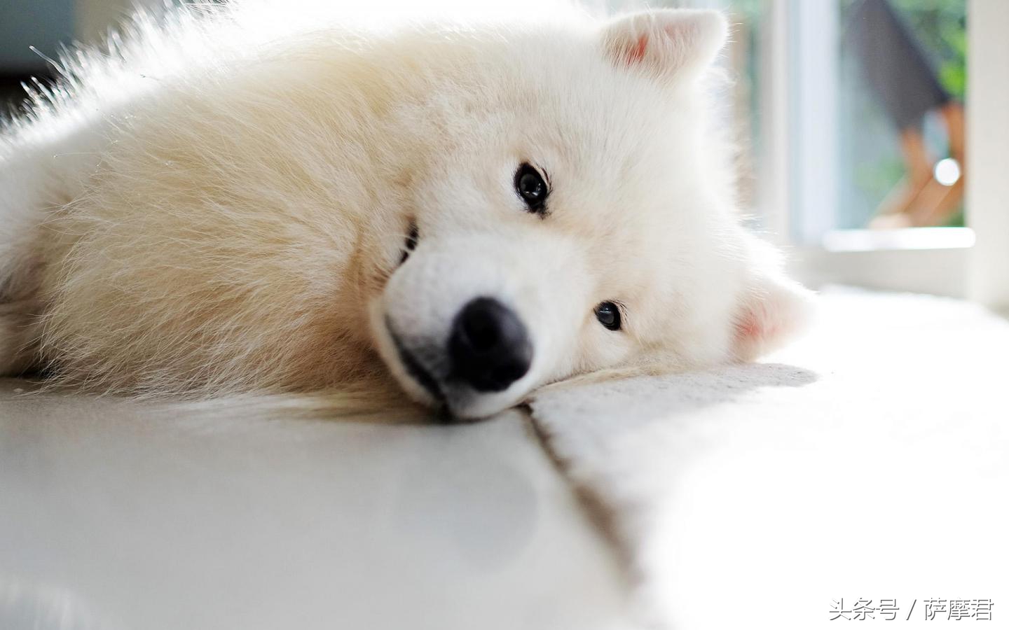 萨摩耶犬训练营,萨摩耶训练保护主人