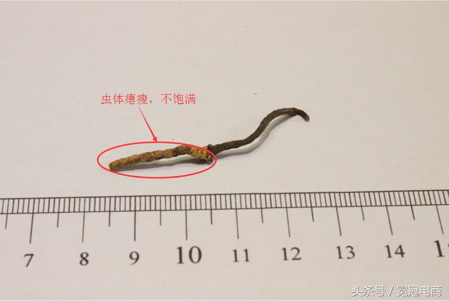 冬虫夏草到底是草还是虫,冬虫夏草是虫还是草