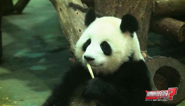 大熊猫第六个手指,大熊猫前手有几个手指