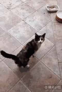 逗逼先僧：完了以后能不能给我舔舔，搞笑gif图片合集6