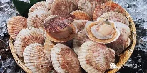 在大连养殖扇贝能挣多少钱,每亩扇贝养殖利润多少合适