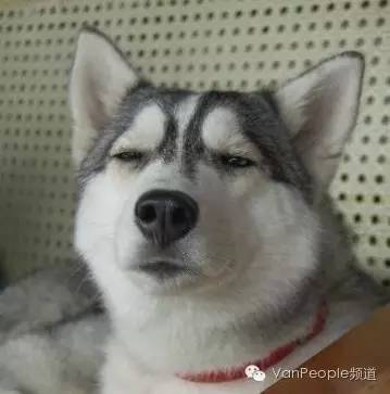 加拿大留学生九大门派~快来对号入座，你是哪一派？