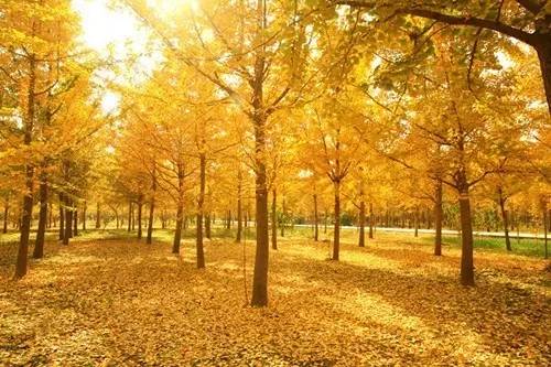 成都西部银杏第一村 (成都市周边哪里的银杏最多最美)