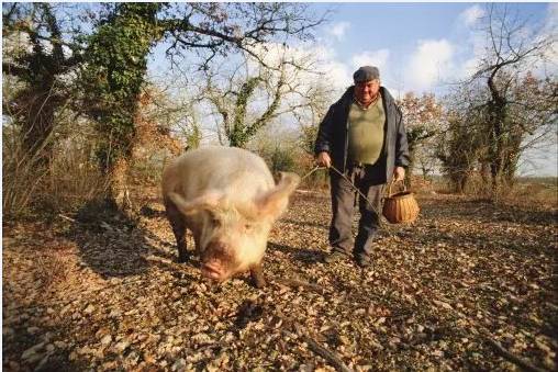 松露新口味,顶级松露的秘密