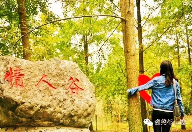 成都西部银杏第一村 (成都市周边哪里的银杏最多最美)