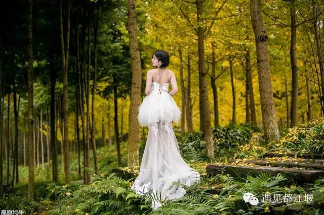 成都西部银杏第一村 (成都市周边哪里的银杏最多最美)