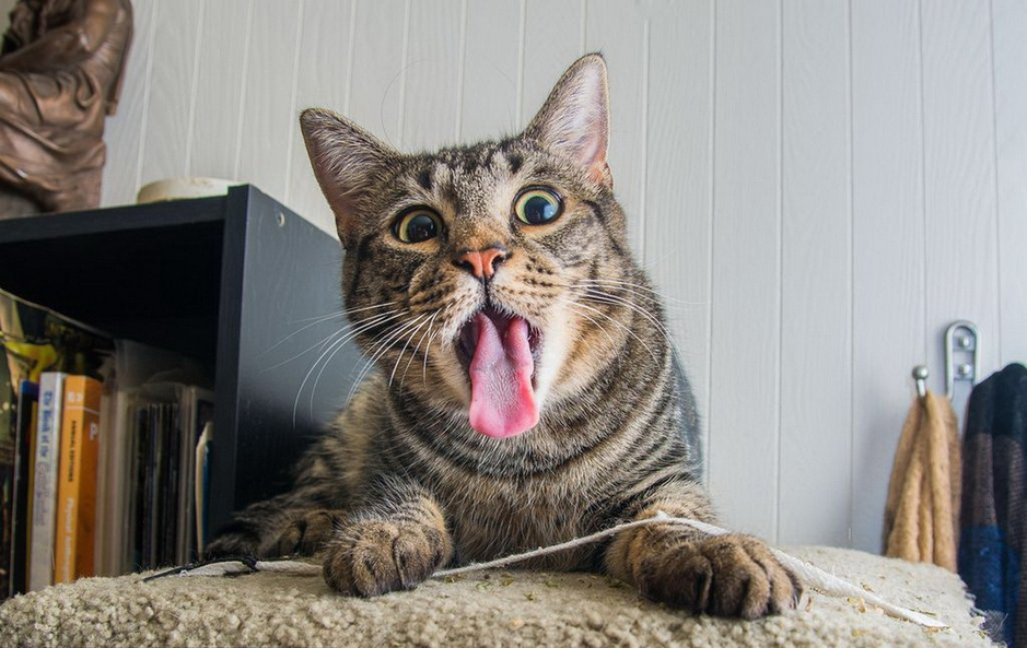 猫咪吃完猫薄荷后的表情,猫咪吃硬猫粮的奇怪表情