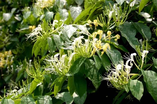 南宁市内空气好的地方,南宁周边郊外哪里好玩