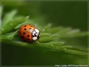 哪些瓢虫是害虫和益虫,19星瓢虫是害虫还是益虫