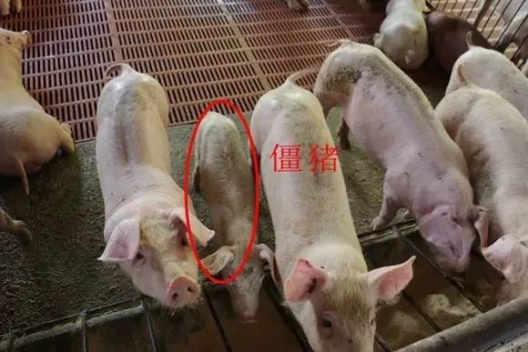 技术光吃料不长肉,吃的多长得慢?从五点对症下药!