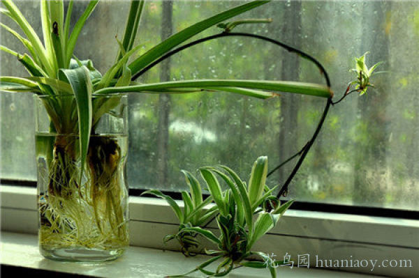 青叶吊兰水培方法和注意事项,怎样水培金边吊兰又可以养鱼
