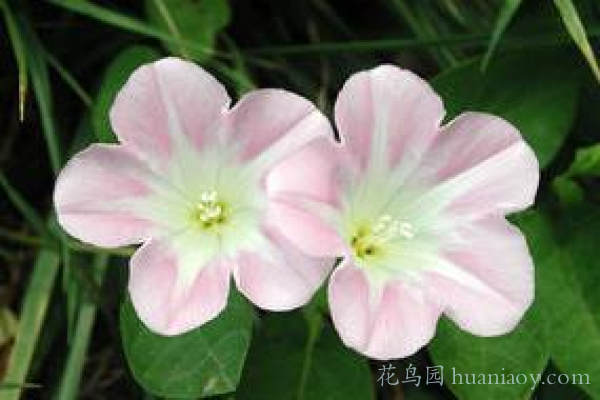 春天田间地头常见的小野花,乡间真正的小野花