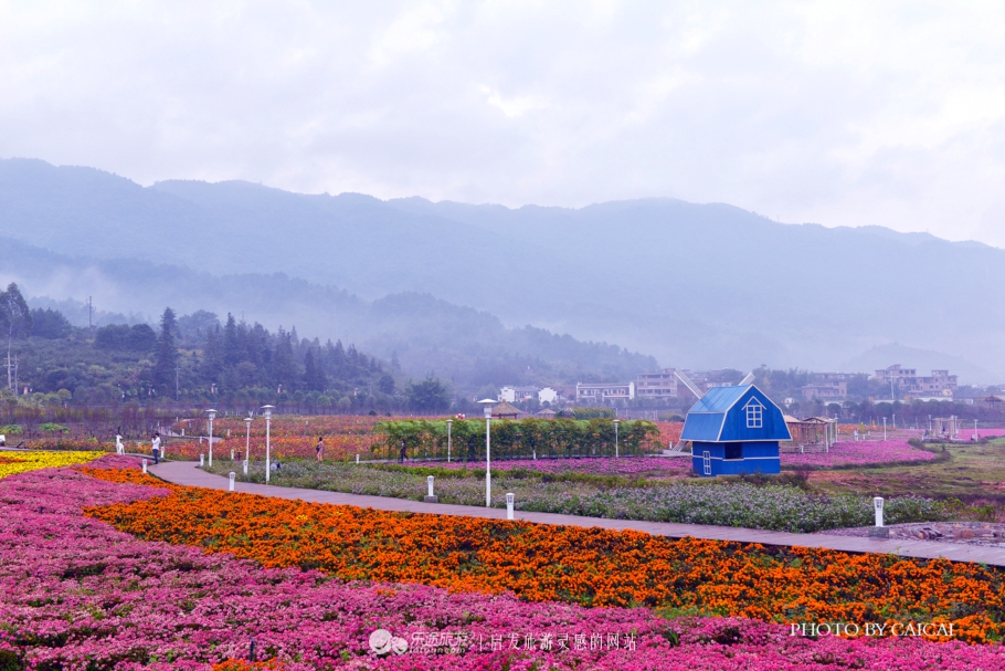 黄姚花海风景图,黄姚花海景区航拍