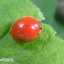 哪些瓢虫是害虫和益虫,19星瓢虫是害虫还是益虫