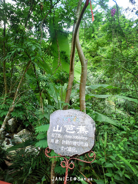 森林氧吧游玩攻略,宝界森林公园游玩攻略