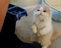 葫芦岛自助小馋猫,馋猫优果葫芦岛旗舰店